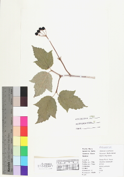 primary herbarium image