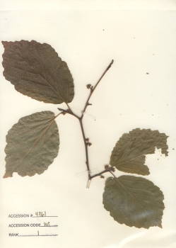 primary herbarium image