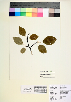 primary herbarium image