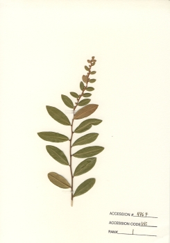 primary herbarium image