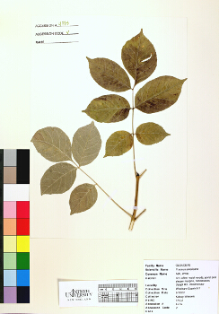 primary herbarium image