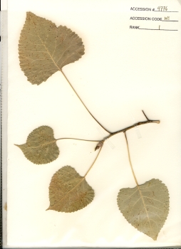 primary herbarium image