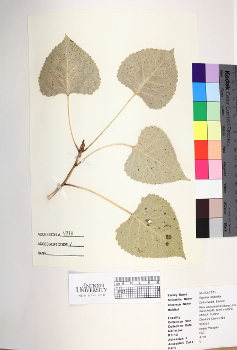 primary herbarium image