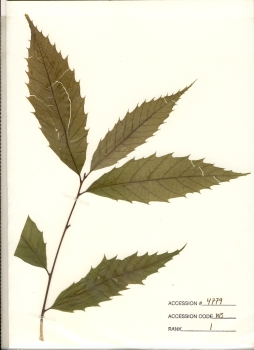 primary herbarium image