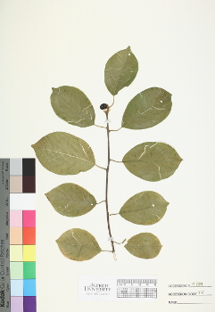 primary herbarium image