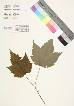 primary herbarium image
