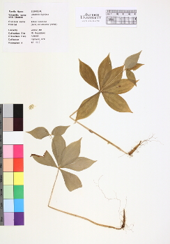 primary herbarium image