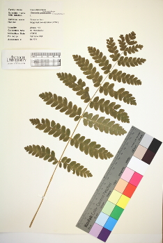 primary herbarium image