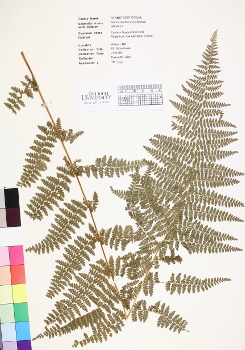primary herbarium image