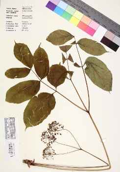 primary herbarium image