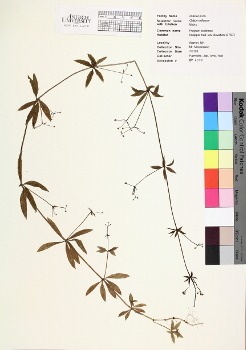 primary herbarium image