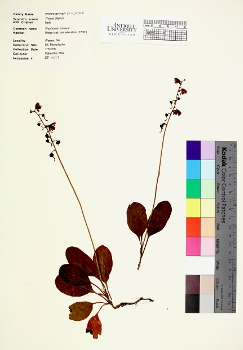 primary herbarium image