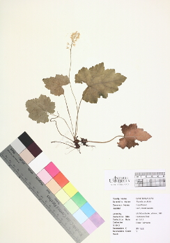 primary herbarium image