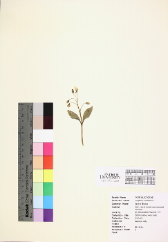 primary herbarium image