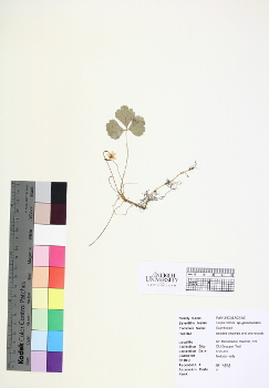 primary herbarium image