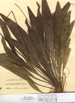 primary herbarium image