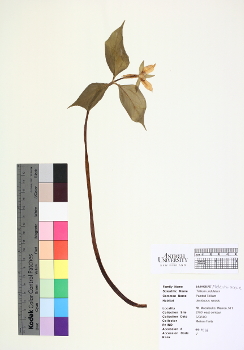 primary herbarium image