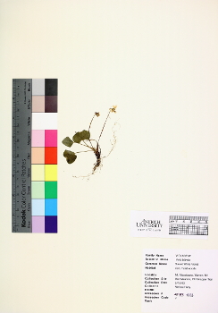 primary herbarium image