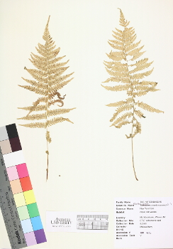 primary herbarium image