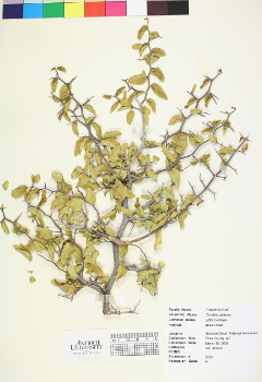 primary herbarium image