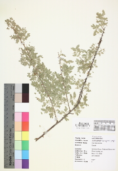primary herbarium image
