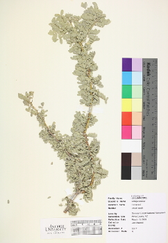 primary herbarium image