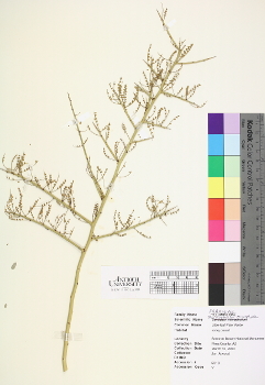 primary herbarium image