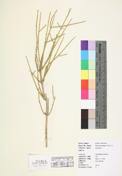 primary herbarium image
