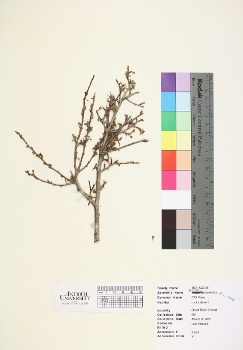primary herbarium image