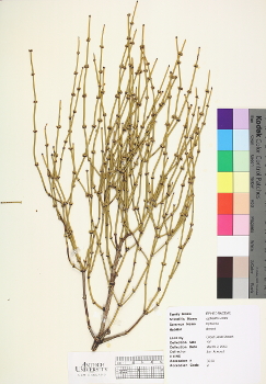 primary herbarium image