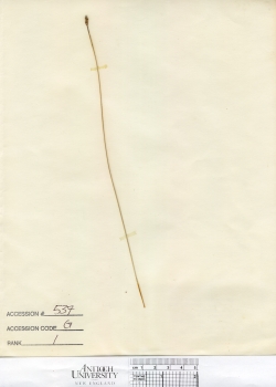 primary herbarium image