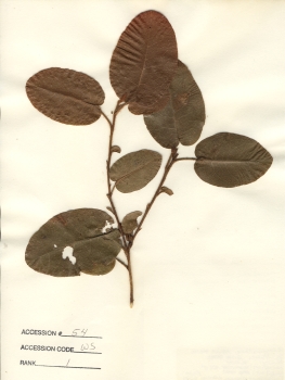 primary herbarium image