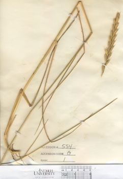 primary herbarium image