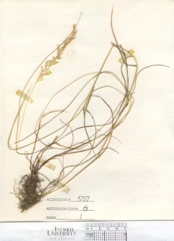 primary herbarium image