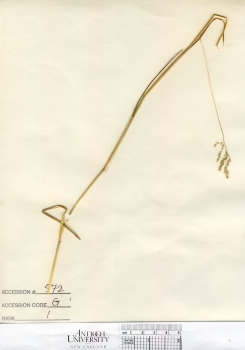 primary herbarium image