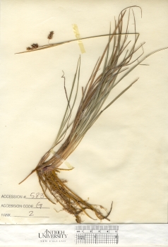 primary herbarium image
