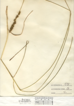 primary herbarium image