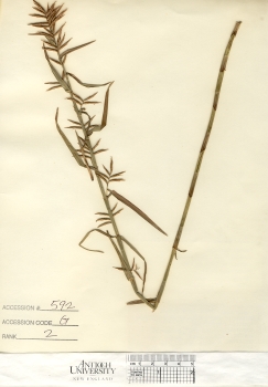 primary herbarium image