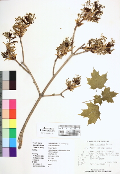 primary herbarium image