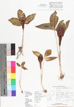 primary herbarium image