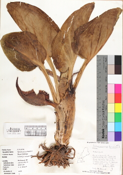 primary herbarium image