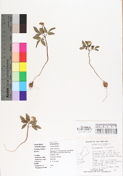 primary herbarium image