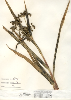 primary herbarium image