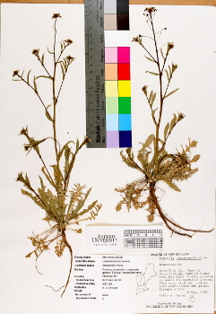 primary herbarium image