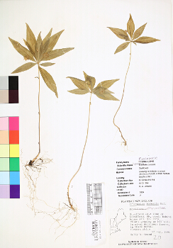 primary herbarium image