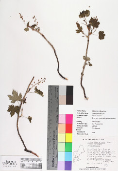 primary herbarium image