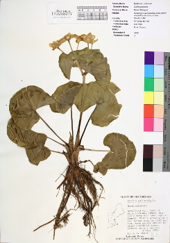 primary herbarium image