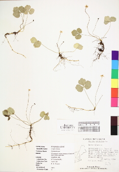 primary herbarium image