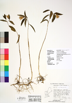 primary herbarium image