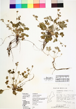 primary herbarium image